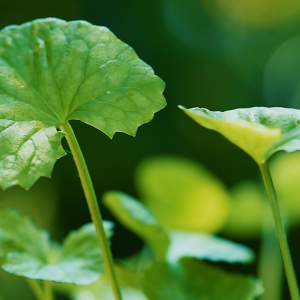 Centella asiática: para qué sirve y cómo usarla 2